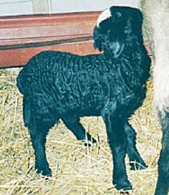 PLF Zhek's Bailey, ram born 01/27/02