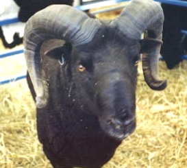Black Welsh Mountain Ram