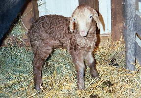 PLF Dharma-Dawley, ewe born 01/16/03