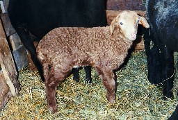 PLF Dillon-Dawley, ram born 01/03/03