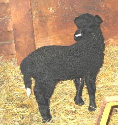 PLF Arabi's Hank, twin ram born 01/26/03