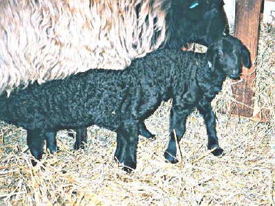 PLF Zhek's Joelle & Jerzey, born 02/18/02