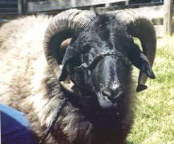 Karakul Ram