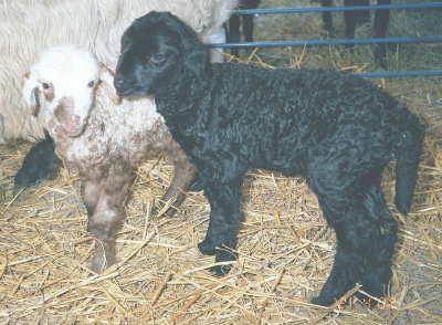 PLF Zhek's Lily & Lucia, born 01/31/02