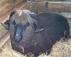 Merino Ram