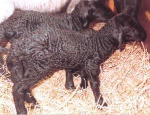 Traditional Karakul Persian lamb coat.