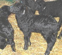 PLF Montez'  Raider, twin ram born 01/26/03