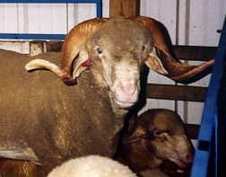 Rambouillet Ram
