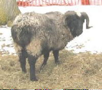 PLF Massasoit's Rasheed