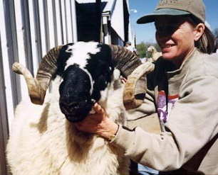 Scottish Blackface Ram