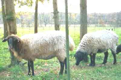 PLF Josie and PLF Hioni