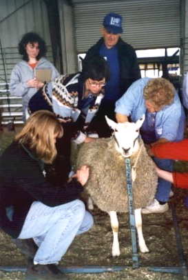 Wool Sheep Judging, 1999